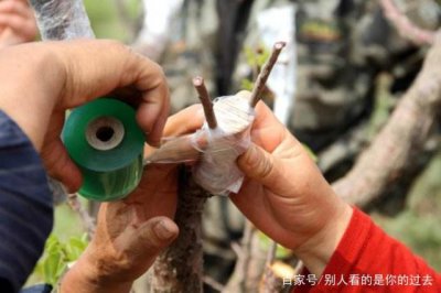 枝嫁接套袋什么时候拆开 何时应该拆开枝嫁接套袋？