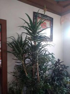 如何用羊粪养护芦荟 利用羊粪养护芦荟
羊粪肥料养护芦荟
