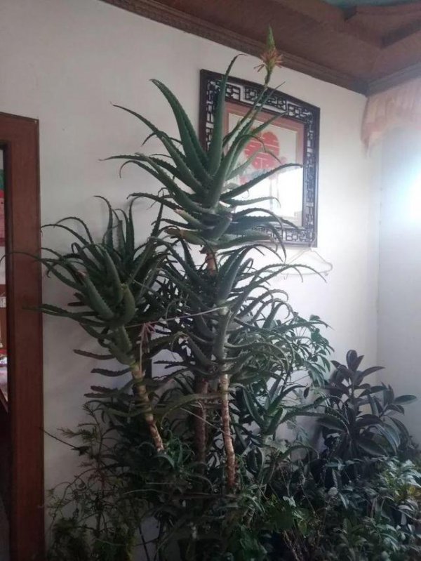 如何用羊粪养护芦荟