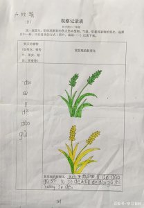 秋南瓜种植时间和方法 秋季南瓜种植指南