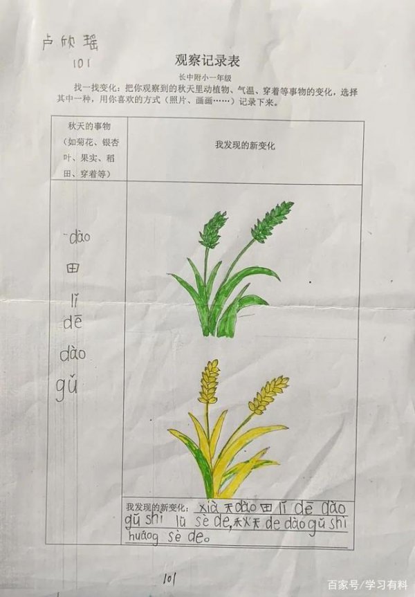秋南瓜种植时间和方法