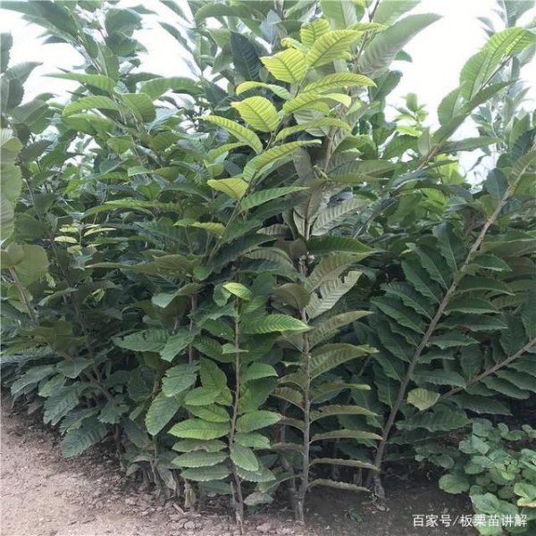 板栗树可以与什么嫁接