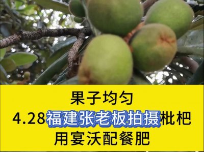 枇杷皮可以做肥料吗 枇杷皮可否用来做肥料？