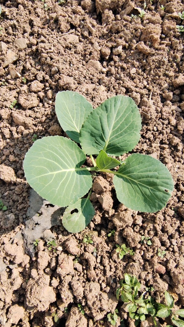 包菜怎么发芽快