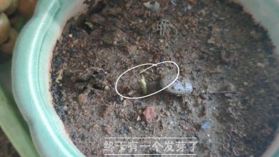 枇杷怎么发芽快 如何快速让枇杷发芽
枇杷发芽的快速技巧