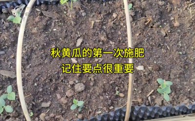 黄瓜什么时候追肥合适 黄瓜何时需要追加肥料？