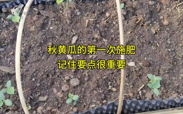 黄瓜什么时候追肥合适