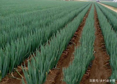 大葱什么时候追肥合适 大葱何时需要追加肥料最合适？