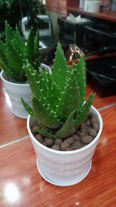 芦荟喜光吗 芦荟是否需要阳光？
芦荟是否适合光照？