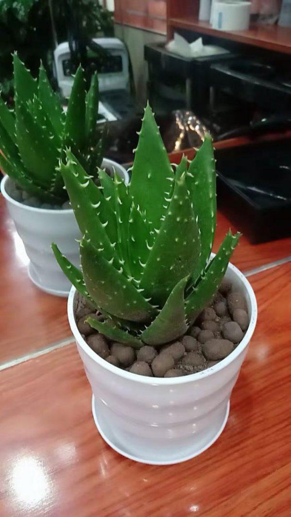 芦荟喜光吗