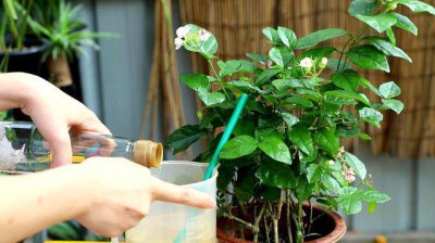 茉莉花浇什么水好 茉莉花喜欢什么样的水？