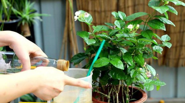 茉莉花浇什么水好