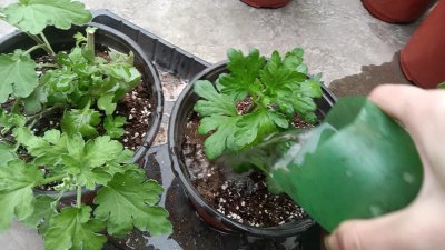 菊花浇什么水好 菊花喜欢什么水浇灌？