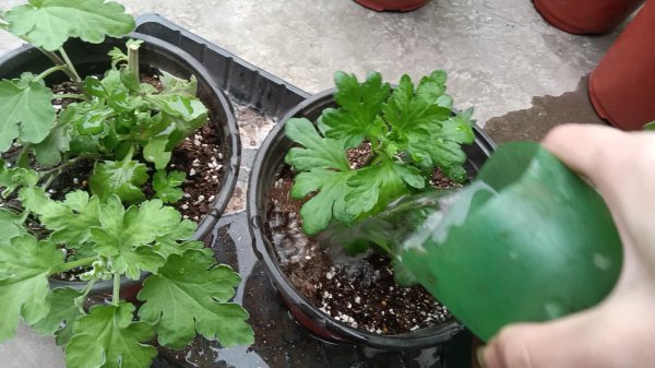 菊花浇什么水好