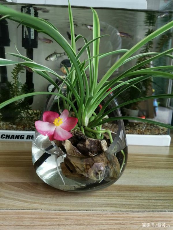 金边吊兰浇什么水好