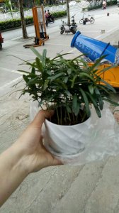 罗汉松浇水要浇透吗 罗汉松浇水需要浇透吗？