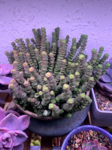 钱串子浇水的正确方法 用钱串子给植物浇水的正确方式