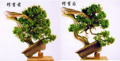 真柏盆景怎么修剪 如何修剪真柏盆景？