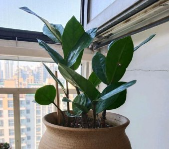 金钱木多长时间浇一次水 金钱木多久浇一次水？