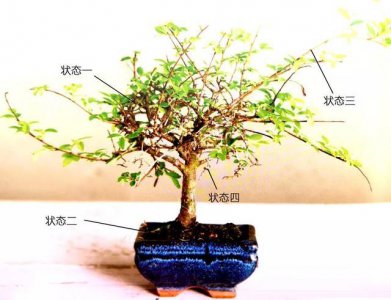 盆景什么时候换盆最好 盆景最佳换盆时间是什么时候