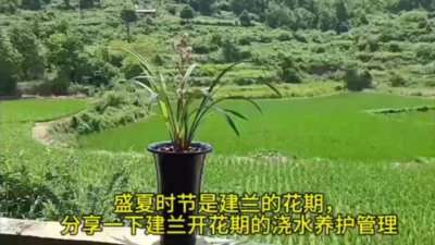 建兰多长时间浇一次水 建兰需定期浇水多久一次？