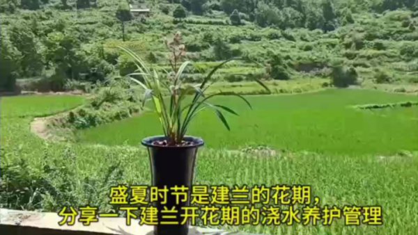 建兰多长时间浇一次水