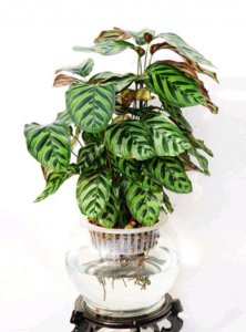 孔雀竹芋多长时间浇一次水 孔雀竹芋要多久浇一次水？