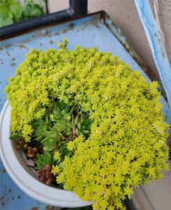 黄金草多长时间浇一次水 黄金草需多久浇一次水？