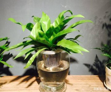 鸟巢蕨多长时间浇一次水 鸟巢蕨需多久浇水一次？