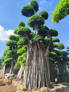 榕树喜阴还是喜阳光的植物 喜欢阴凉的榕树
适应阴凉环境的榕树