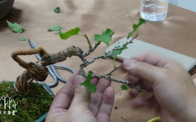 盆栽桑葚怎么修剪 如何修剪盆栽桑葚
修剪盆栽桑葚的技巧