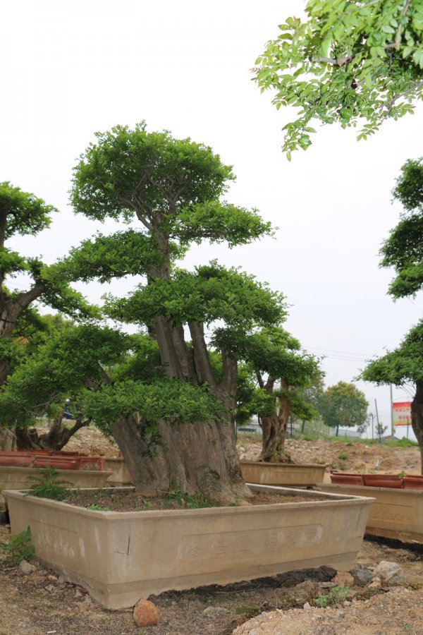 对节白蜡生长速度快吗
