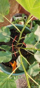 无花果什么时候剪枝最好 无花果最佳剪枝时间是什么时候？