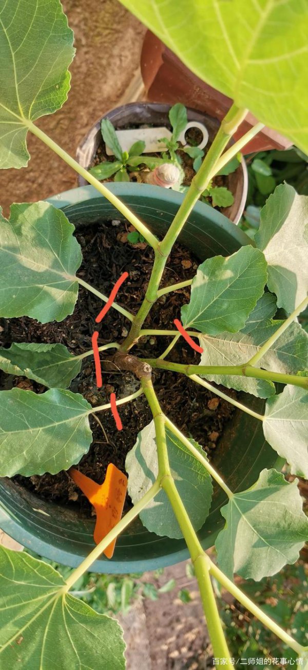 无花果什么时候剪枝最好