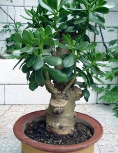 玉树喜阴还是喜阳光的植物 玉树喜阴还是喜阳光植物的光照喜好