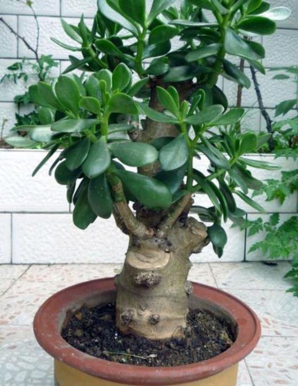 玉树喜阴还是喜阳光的植物