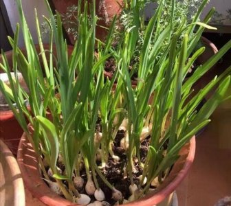 蒜苗喜阴还是喜阳光的植物 蒜苗适合在阴凉环境下生长吗？