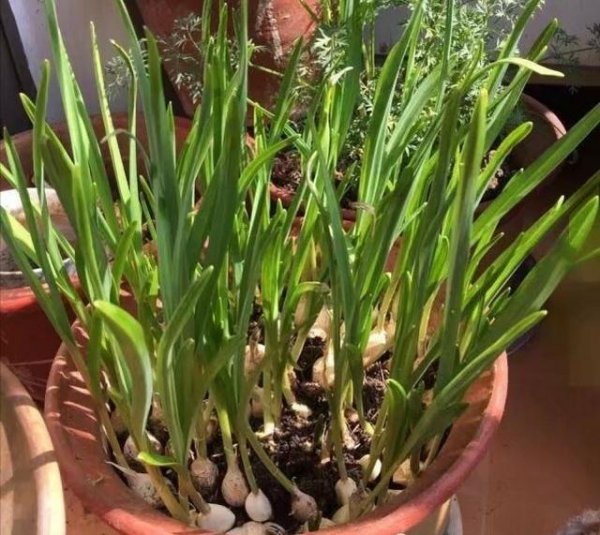 蒜苗喜阴还是喜阳光的植物