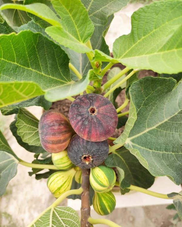 无花果喜阴还是喜阳光的植物