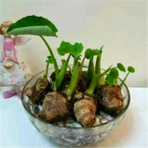 芋头怎么留种子 如何保存芋头的种子？
