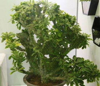 麒麟掌可以浇醋吗 麒麟掌能用来沾醋吗？