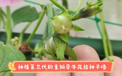 喇叭花种子什么时候播种最好 何时是播种喇叭花种子的最佳时机？