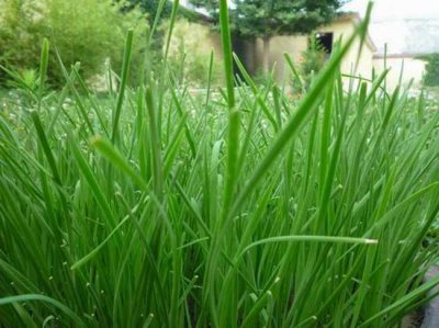 韭菜喜阴还是喜阳光的植物 韭菜适应阴阳光环境吗？