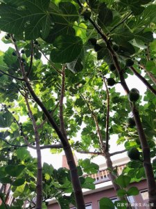 门前可以种无花果树吗 门前适合栽种无花果树吗？