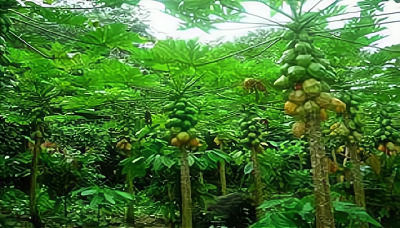 木瓜树多久浇一次水 木瓜树需定期浇水