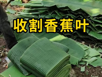 香蕉什么时候收获 香蕉何时可以采摘？