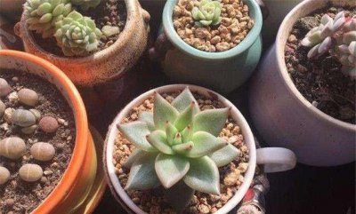 多肉几天浇一次水比较好 适宜多肉植物隔天浇水