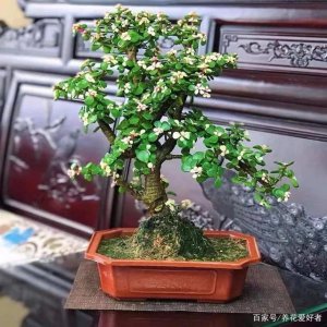 金枝玉叶适合大盆还是小盆 金枝玉叶更适合小盆还是大盆？