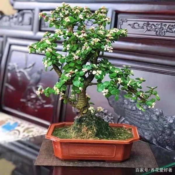 金枝玉叶适合大盆还是小盆
