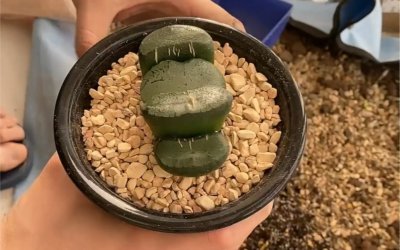 玉扇上盆方法与步骤 玉扇盆上的方法和步骤